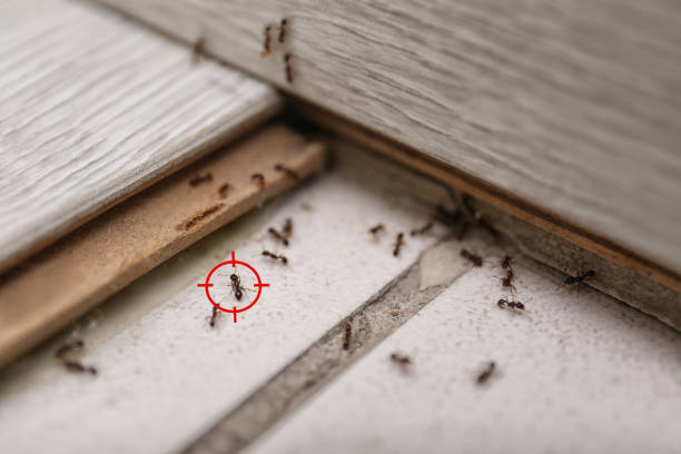 Best Emergency Pest Control  in Twin Lake, MI